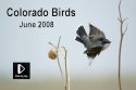 Colorado Birds